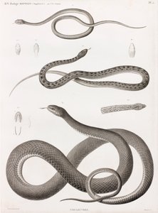 Reptielen: serie illustraties van slangen