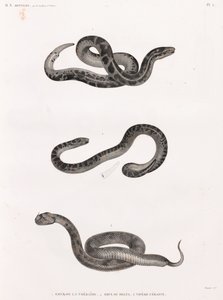Reptielen: slangen