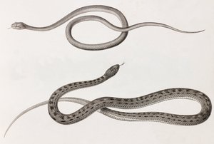 Reptielen: twee close-up afbeeldingen van illustraties van slangen door Unbekannt