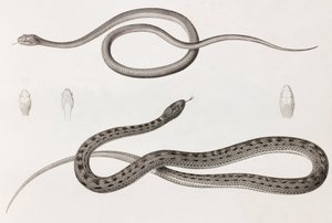 Reptielen: twee close-up afbeeldingen van illustraties van slangen door Unbekannt