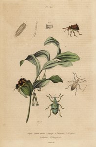 Rhigus, Platyoma en Cyphus snuitkevers, borstelige duizendpoot, Polyxenus lagers en Salomonszegel, Polygonatum odoratum door Unbekannt
