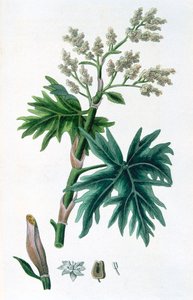 Rabarber, 1823 door Unbekannt