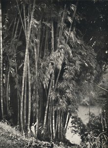 Riesenbambus Dendrocalamus giganteus in Peradeniya bij Kandy, 1926 door Unbekannt