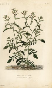 Rucola, Eruca vesicaria, Eruca sativa, Roquette cultivee