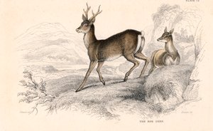 Ree Capreolus capreolus, Euraziatische hertensoort, 1828 door Unbekannt