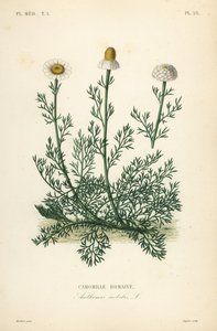 Romeinse kamille, Chamaemelum nobile, Anthemis nobilis