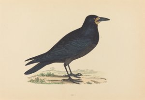 Kraai