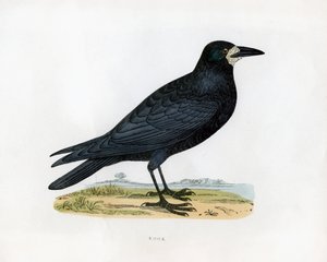 Rook, 19e eeuw