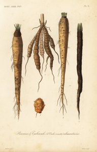Wortelgroenten, racines et tubercule alimentaires