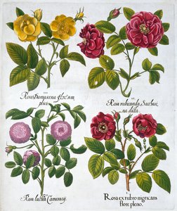 Rozen