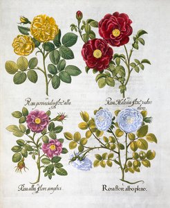 Rozen, 1613