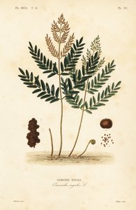 Koningsvaren, Osmunda regalis door Unbekannt