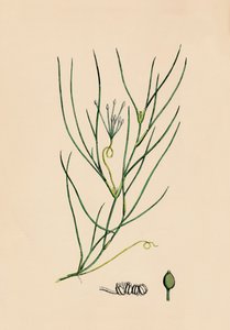 Ruppia spiralis. Grote Ruppia, 19e eeuw