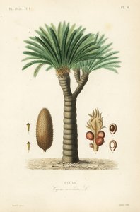 Sagopalm, Cycas revoluta