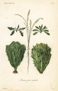 Saladeplanten