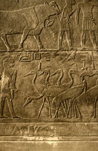 Saqqara - Graf van Ti muurschilderingen
