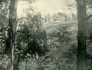 Scène bij Upper Gembrook, Victoria, 1901 door Unbekannt