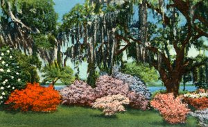 Scène in Belle Isle Gardens, nabij Georgetown, S.C., 1942
