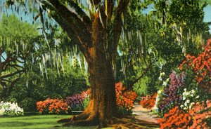Scène in Magnolia Gardens, nabij Charleston, S.C., 1942