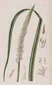 Schoenocaulon officinale door Unbekannt