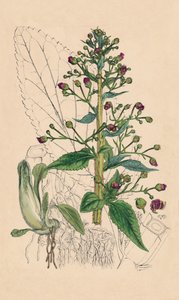 Scrophularia Ehrharti. Ehrharts Water-Betony door Unbekannt
