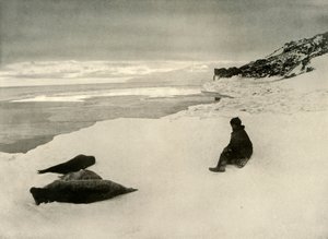 Zeehonden aan de ijsrand, c1908, 1909