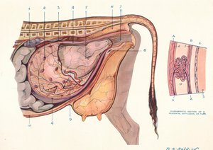 Doorsnede van de buik van een koe, met foetus in normale positie, ca. 1905-1910 door Unbekannt