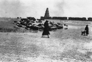 Schapen grazen buiten Samarra, Mesopotamië, 1918
