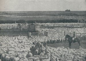 Schapenkooien in Australië, 1910