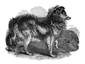 Herdershond, 1848