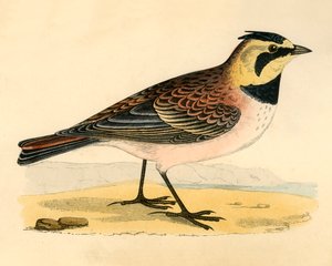 Strandleeuwerik, eind 19e eeuw