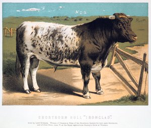 Shorthorn stier Ironclad, 1875 door Unbekannt
