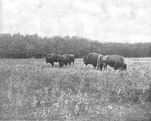 Silver Heights, Winnipeg, Canada, ca. 1900