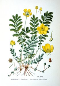 Zilverkruid, 1893