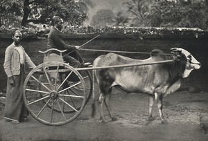 Singalees Ossenkarretje, 1926 door Unbekannt