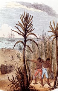 Slaven die suikerriet verbouwen in de West-Indië, 1852 door Unbekannt