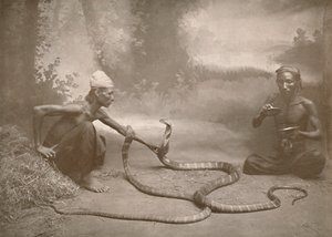 Slangenbezweerders met Hamadryaden Kuy Cobra