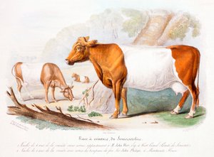 Somerset koeien, 1842 door Unbekannt