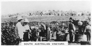 Zuid-Australische wijngaard, 1928