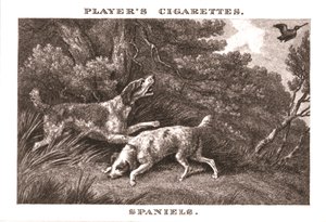 Spaniels, 1924 door Unbekannt