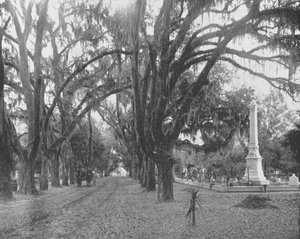 Spaans mos op levende eiken, Savannah, Georgia, VS