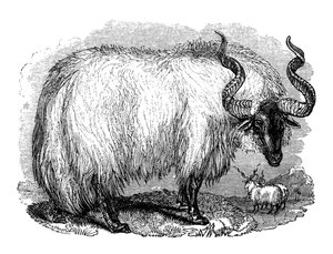 Spaanse schapen, 1848