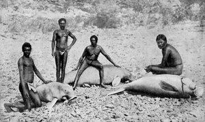 Gespietste lamantijn, noordwest Australië, 1922 door Unbekannt