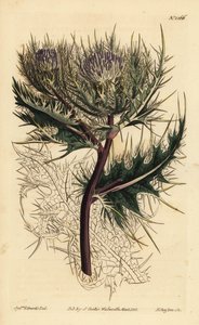 Stekeligste distel, Cirsium spinosissimum (Veerachtige cnicus, Cnicus spinosissimus) door Unbekannt