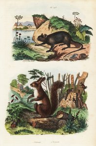 Stekelige boomrat, Echimys chrysurus, en Euraziatische rode eekhoorn, Sciurus vulgaris