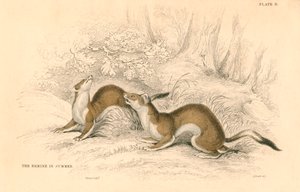 Hermelijn Mustela erminea, lid van de wezelsfamilie, 1828