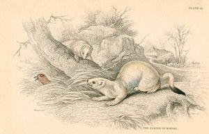Hermelijn Mustela erminea, lid van de wezelsfamilie, 1828 door Unbekannt