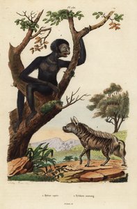 Gestreepte hyena, Hyaena hyaena 1, en siamang, Symphalangus syndactylus, bedreigd 2 door Unbekannt