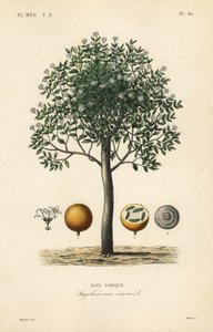 Strychnineboom, nux vomica, gifnoot of semen strychnos, Strychnos nux-vomica, Noix vomique