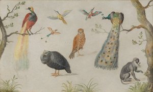 Studie van vogels en aap door Unbekannt